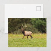 Elch-Postkarte Postkarte (Vorne/Hinten)