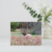 Elch-Postkarte Postkarte (Stehend Vorderseite)