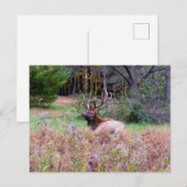 Elch-Postkarte Postkarte (Vorne/Hinten)