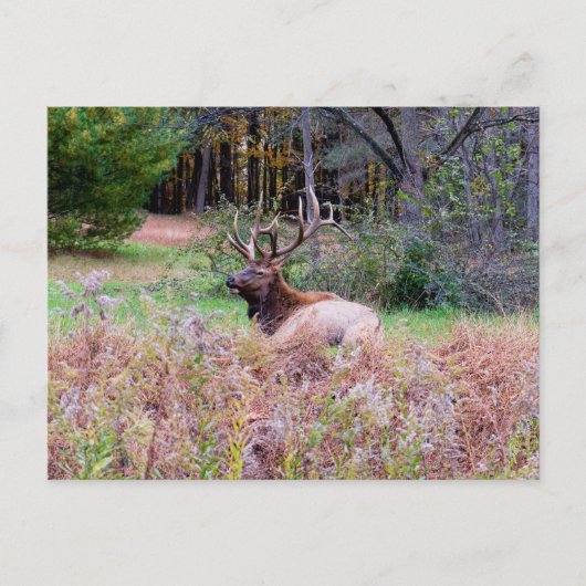 Elch-Postkarte Postkarte (Vorderseite)