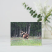 Elch-Postkarte Postkarte (Stehend Vorderseite)