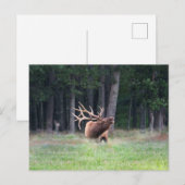 Elch-Postkarte Postkarte (Vorne/Hinten)