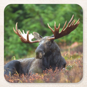 Elch Rechteckiger Pappuntersetzer