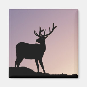 Elch Rocky Mountain National Park, Colorado Magnet