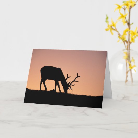 Elch | Rocky Mountains National Park, Colorado Karte (Gelbe Blume)