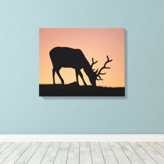 Elch | Rocky Mountains National Park, Colorado Leinwanddruck (Insitu (Holzboden))