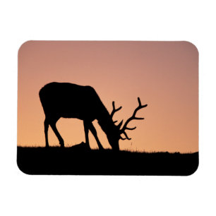 Elch Rocky Mountains National Park, Colorado Magnet