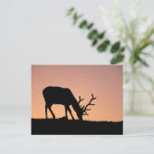 Elch | Rocky Mountains National Park, Colorado Postkarte (Stehend Vorderseite)