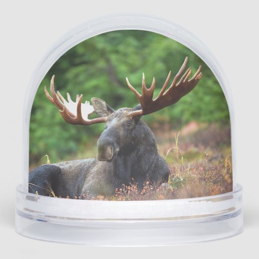 Elch Schneekugeln (Vorderseite)