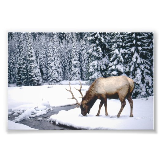 Elch-Schneeszene-Fotoabzug Fotodruck (Vorne)