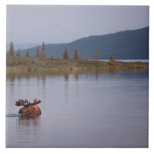 Elch-Schwimmen im See Fliese