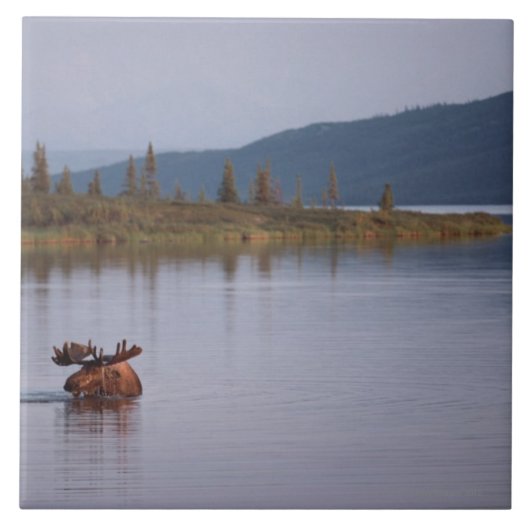 Elch-Schwimmen im See Fliese (Vorderseite)