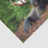 Elch Seidenpapier (Ausschnitt)