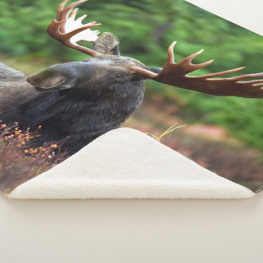 Elch Sherpadecke (3/4)