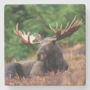 Elch Steinuntersetzer