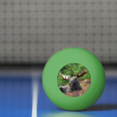Elch Tischtennisball (Netto)