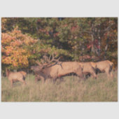 Elch Tissue Paper Seidenpapier (Vorderseite)