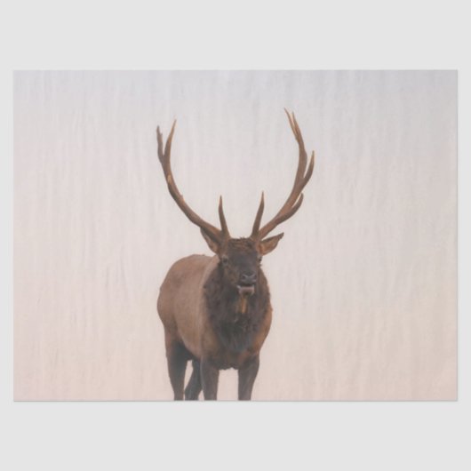 Elch Tissue Paper Seidenpapier (Vorderseite)