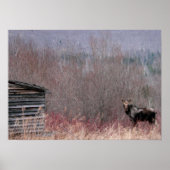 Elch und Althaus Poster (Vorne)