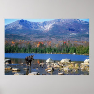 Elch und Berg Katahdin Poster
