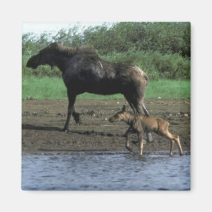 Elch und Kalb Magnet
