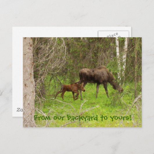 Elch und Kalb Postkarte (Vorne/Hinten)