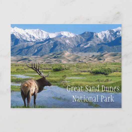 Elch von Creek Great Sand Dunes NP Postkarte (Vorderseite)