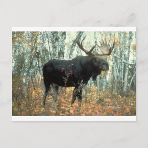 Elch Wald Bäume Park Tier Wildnis Kunst Postkarte
