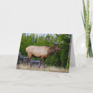 Elch   Yellowstone-Nationalpark, Wyoming Karte