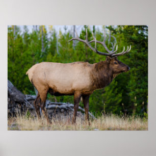 Elch   Yellowstone-Nationalpark, Wyoming Poster