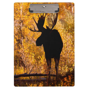 Elchbulle (Alces Alces) in goldenen Weiden 2 Klemmbrett