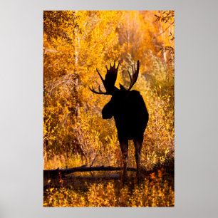 Elchbulle (Alces Alces) in goldenen Weiden 2 Poster