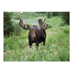 Elchbulle (Alces alces) in Wildblumen, Fotodruck