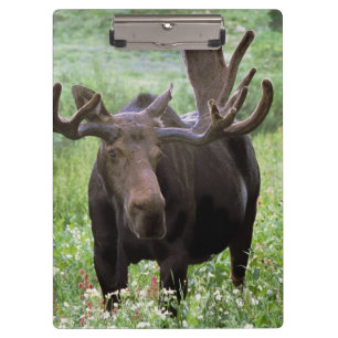 Elchbulle (Alces alces) in Wildblumen, Klemmbrett
