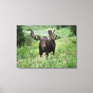 Elchbulle (Alces alces) in Wildblumen, Leinwanddruck
