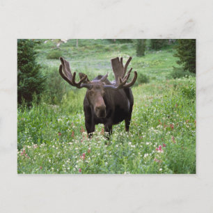 Elchbulle (Alces alces) in Wildblumen, Postkarte