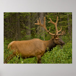 Elchbulle   Banff National Park, Alberta, Kanada Poster