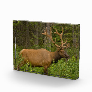 Elchbulle   Banff-Nationalpark, Alberta, Kanada Fotoblock