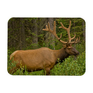 Elchbulle   Banff-Nationalpark, Alberta, Kanada Magnet