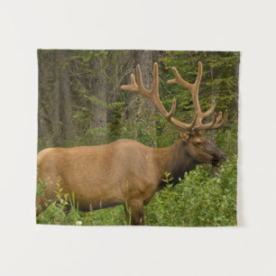 Elchbulle   Banff-Nationalpark, Alberta, Kanada Wandteppich