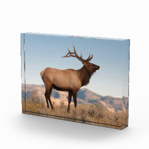 Elchbulle bei Mammoth   Wyoming Fotoblock