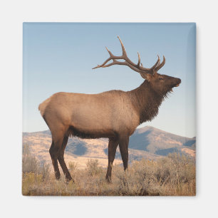 Elchbulle bei Mammoth Wyoming Magnet