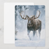 Elchbulle beim Durchqueren von borealem Schnee (Vorne/Hinten)