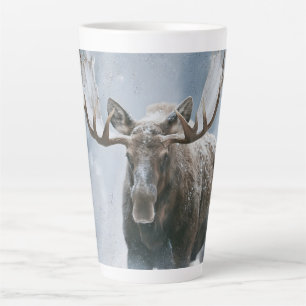 Elchbulle beim Durchqueren von borealem Schnee Milchtasse