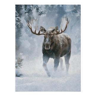 Elchbulle beim Durchqueren von borealem Schnee Poster