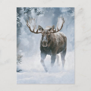 Elchbulle beim Durchqueren von borealem Schnee Postkarte