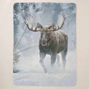 Elchbulle beim Durchqueren von borealem Schnee Sherpadecke