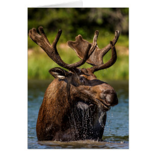 Elchbulle beim Fressen im Glacier-Nationalpark