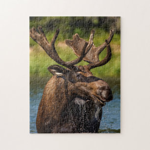 Elchbulle beim Fressen im Glacier-Nationalpark Puzzle