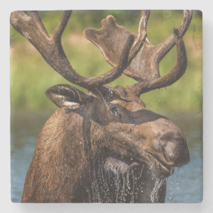 Elchbulle beim Fressen im Glacier-Nationalpark Steinuntersetzer